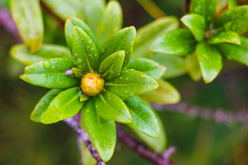 View of beautiful mountain vegetation on a rainy autumn morning. Selective focus.