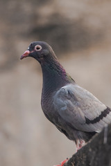 Rock dove