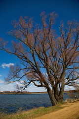 Old tree by the lake.