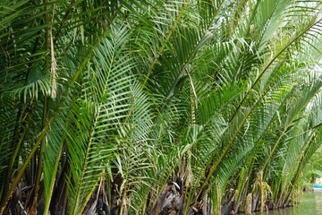 green palm trees in a mangrove forest