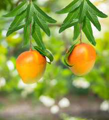 Mango fruit on a mango bunch on blur background, R2E2 Mango fruit with leaves in garden