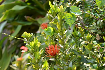 red poppies in the garden