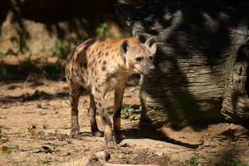 Fototapeta premium Hyena