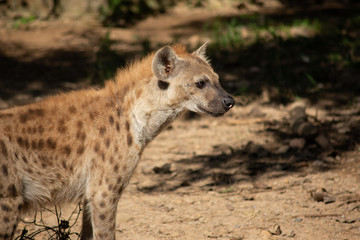 Hyena