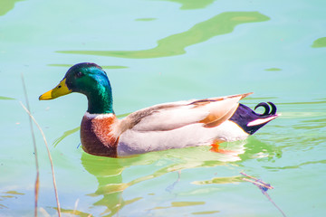 Mallard ducks in the pond of the old farm