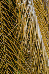 Texture of Dried Palm Leaf for Natural Background Used.
