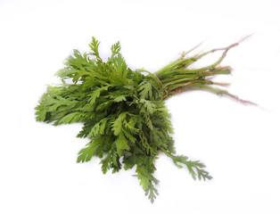 Leafy vegetable - Crown daisy, Japanese green or edible chrysanthemum. Scientific name - Glebionis coronaria. The plant's greens are used in many Asian cuisines. It is used in soup and stir fry.