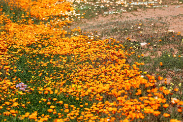 Fototapeta premium Namaqualand daisies