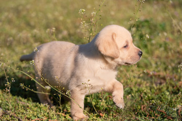 Labrador puppy walking in green
