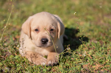 Labrador puppy portrait