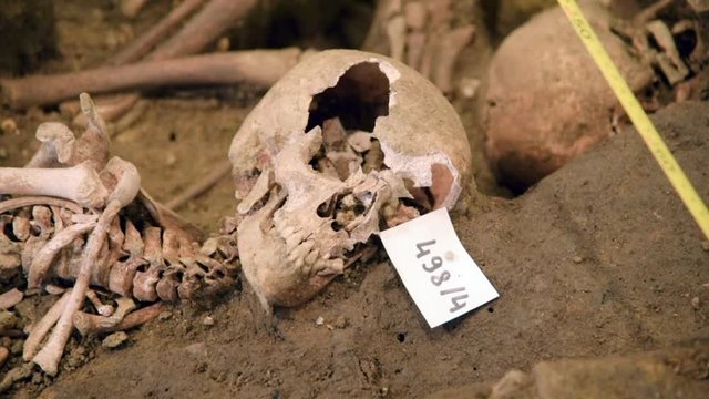 Skulls and bones at archaeological excavations