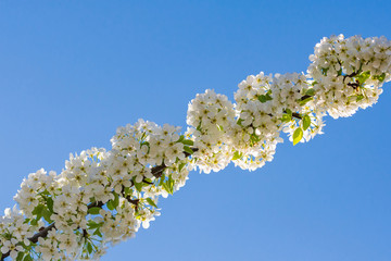 Äste mit vielen weißen Blüten