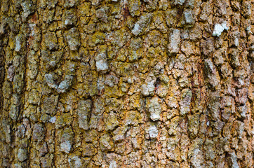 Grunge Texture of Tree Trunk.