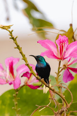 Purple sunbird