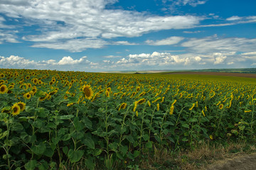 Fototapeta na wymiar Golden fields of sunflowers. Landscape whit sunflowers and blue sky.