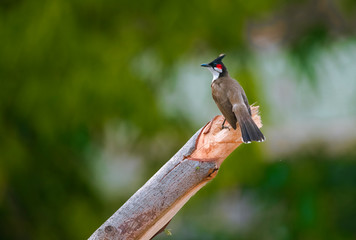 Red-whiskered bulbul
