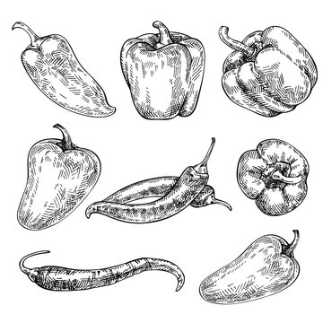Pepper hand drawn set. Sketch red hot chili peppers and bell peppers. Organic Vegetables. Sketch Vegetable. Engraved style  illustration.
