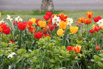 Obraz premium red and white tulips