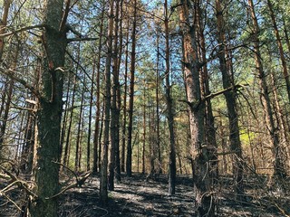 Landscape photography of wild forest