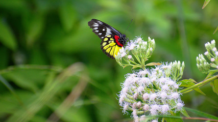 Butterfly in a spring
