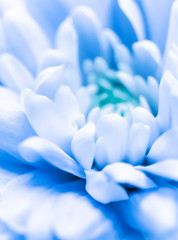 Abstract floral background, blue chrysanthemum flower. Macro flowers backdrop for holiday brand design