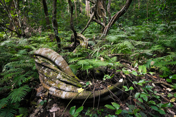 abstract of tree in forest landscape