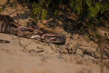 Python molurus