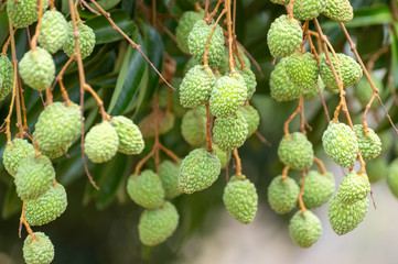 Picture of green unripe lychee hanging from a tree