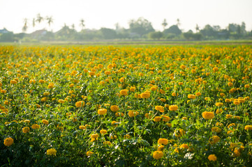 Yellow marigold flower farm