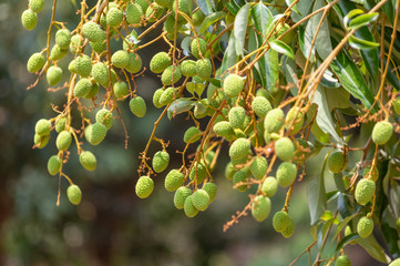 Picture of green unripe lychee hanging from a tree