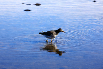 Vatnsnes / Iceland - August 27, 2017: The Hvitserkur rock in Vatnsnes peninsula, Iceland, Europe