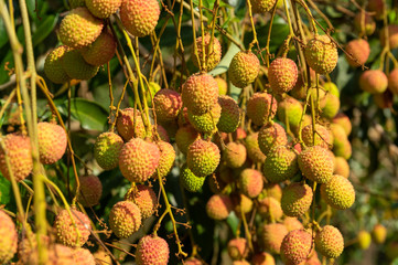 Picture of almost ripe lychee fruits hanging from the tree