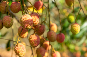 Picture of almost ripe lychee fruits hanging from the tree