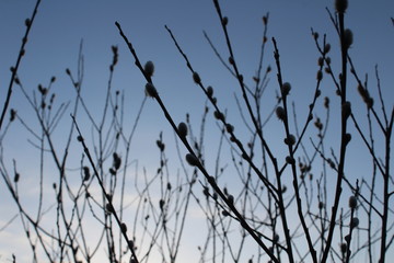 willow trees in the evening