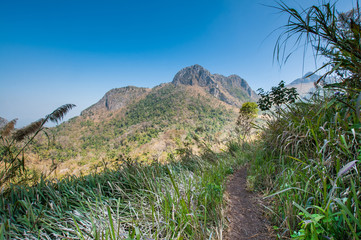 path in forest landscape