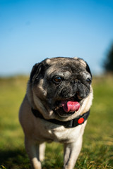 Healthy purebred dog photographed outdoors in the nature