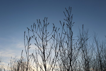 willow trees in the evening