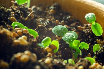 small green seedling in the ground.