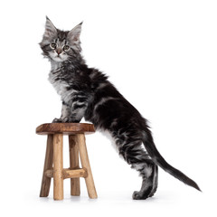 Super cute silver tabby Maine Coon cat kitte, standing side was with front paws on little wooden stool. Looking straight at camera. Isolated on white background.