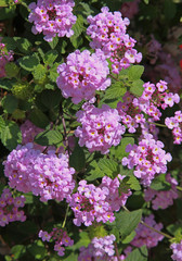 Fleurs de lantana roses