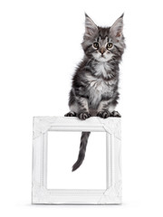 Super cute silver tabby Maine Coon cat kitte, sitting on empty white photo frame. Looking dreamy towards camera. Isolated on white background.