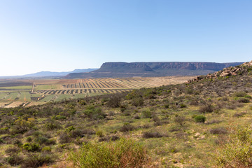 vineyard in the mountains