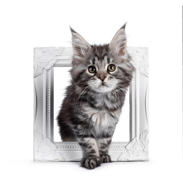 Super cute silver tabby Maine Coon cat kitte, stepping through white photo frame. Looking dreamy towards camera. Isolated on white background.