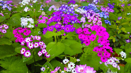 Different shape pink, white and purple flowers