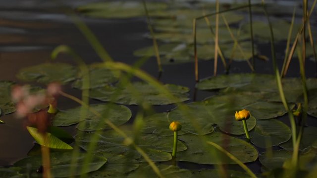 Closeup view of beautiful bloomed yellow lillies flowers growing in fresh water of pond or lake at early morning or sunset time outside.