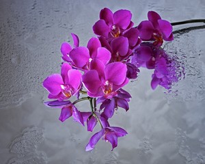 Blossom orchid flower closeup