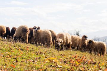 Flock of sheep grazing on the pasture