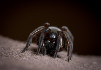 macro of big spider with hairy legs on a black background