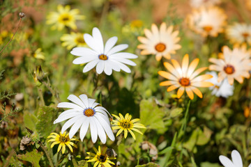 white daisies in a field