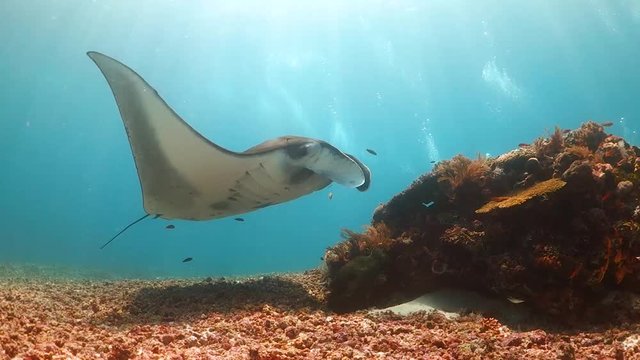 Huge manta ray swimming over a cleaning station in strong current